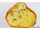 Flower fragments and More. Fossil inclusions in Baltic amber stone #14107