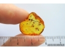 Flower fragments and More. Fossil inclusions in Baltic amber stone #14107