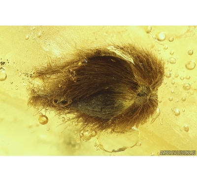 Leaf, Plant. Fossil inclusion in Ukrainian Rovno amber stone #14108R