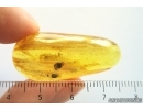 Leaf, Plant. Fossil inclusion in Ukrainian Rovno amber stone #14108R