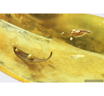 Nice Leaves. Fossil inclusions in Ukrainian Rovno amber stone #14109R