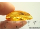 Nice Leaves. Fossil inclusions in Ukrainian Rovno amber stone #14109R
