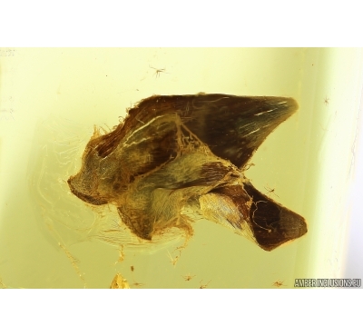 Nice Leaves, Moth fly and Caddisfly. Fossil inclusions Ukrainian Rovno amber stone #1