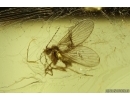 Nice Leaves, Moth fly and Caddisfly. Fossil inclusions Ukrainian Rovno amber stone #1