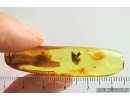 Nice Leaves, Moth fly and Caddisfly. Fossil inclusions Ukrainian Rovno amber stone #1