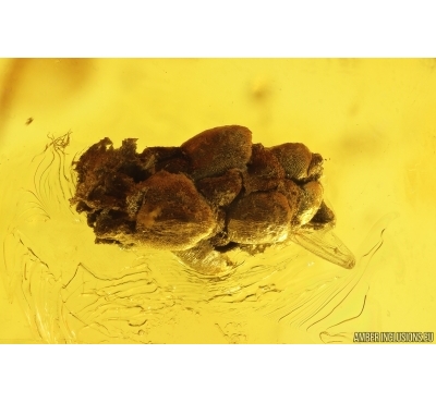 Thuja and Moth. Fossil inclusions in Baltic amber #14111