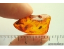 Thuja and Moth. Fossil inclusions in Baltic amber #14111