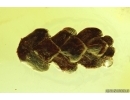 Nice Plant, Thuja. Fossil inclusion in Baltic amber #14112