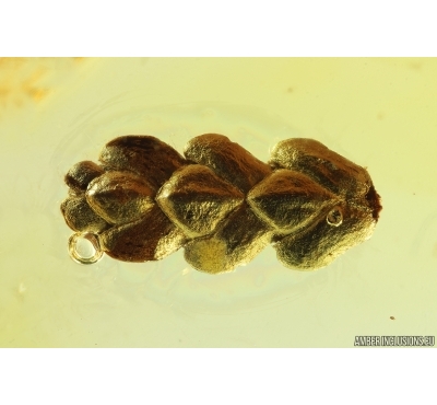 Nice Plant, Thuja. Fossil inclusion in Baltic amber #14112