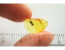 Nice Plant, Thuja. Fossil inclusion in Baltic amber #14112