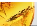 Thuja, Cupressaceae. Fossil inclusion in Baltic amber #14114