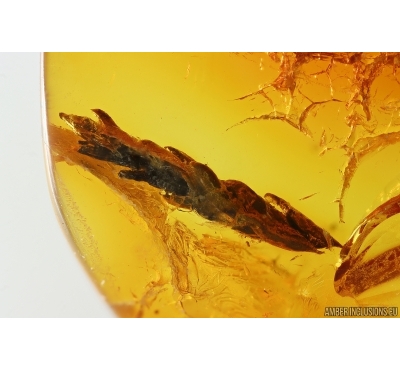 Thuja, Cupressaceae. Fossil inclusion in Baltic amber #14114
