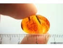 Thuja, Cupressaceae. Fossil inclusion in Baltic amber #14114