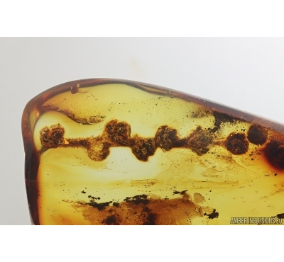 Long 30mm Plant, Flowers on Twig. Fossil inclusion in Baltic amber #14115