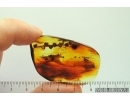 Long 30mm Plant, Flowers on Twig. Fossil inclusion in Baltic amber #14115