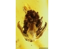 Nice Rare Pine Cone Pinaceae. Fossil inclusion in Baltic amber stone pendant #14116