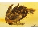 Nice Rare Pine Cone Pinaceae. Fossil inclusion in Baltic amber stone pendant #14116