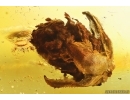 Nice Rare Pine Cone Pinaceae. Fossil inclusion in Baltic amber stone pendant #14116
