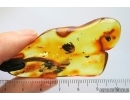 Nice Rare Pine Cone Pinaceae. Fossil inclusion in Baltic amber stone pendant #14116