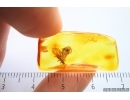 Stonefly Plecoptera. Fossil insect in Baltic amber #14117