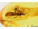 Very nice Stalactite with Stonefly Plecoptera and 2 Ants.  Fossil inclusions Baltic amber #14118