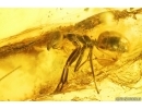 Very nice Stalactite with Stonefly Plecoptera and 2 Ants.  Fossil inclusions Baltic amber #14118