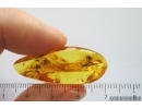 Very nice Stalactite with Stonefly Plecoptera and 2 Ants.  Fossil inclusions Baltic amber #14118