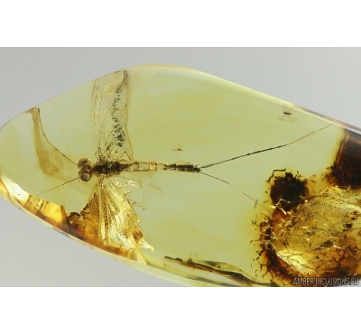Nice Big 21mm Mayfly Metretopodidae Siphloplecton. Fossil insect Baltic amber stone #14119