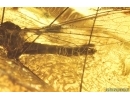 Action! True midges Chironomidae Mating (Copula) and Crane Fly Limoniidae with parasitic Worms! Fossil inclusions Baltic amber #14119C