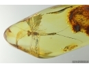 Nice Big 21mm Mayfly Metretopodidae Siphloplecton. Fossil insect Baltic amber stone #14119