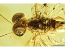Nice Big 21mm Mayfly Metretopodidae Siphloplecton. Fossil insect Baltic amber stone #14119