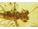 Nice Big 21mm Mayfly Metretopodidae Siphloplecton. Fossil insect Baltic amber stone #14119
