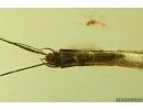 Nice Big 21mm Mayfly Metretopodidae Siphloplecton. Fossil insect Baltic amber stone #14119