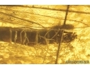Action! True midges Chironomidae Mating (Copula) and Crane Fly Limoniidae with parasitic Worms! Fossil inclusions Baltic amber #14119C