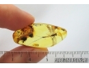 Nice Big 21mm Mayfly Metretopodidae Siphloplecton. Fossil insect Baltic amber stone #14119
