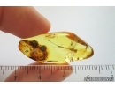 Nice Big 21mm Mayfly Metretopodidae Siphloplecton. Fossil insect Baltic amber stone #14119