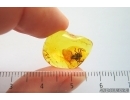 Spider Araneae. Fossil inclusion in Baltic amber stone #14120