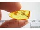 Spider Araneae. Fossil inclusion in Baltic amber stone #14121