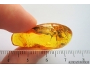 Spider Araneae. Fossil inclusion in Baltic amber stone #14122