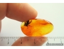Spider Araneae. Fossil inclusion in Baltic amber stone #14123