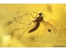 Coprolites in Spider Web and More. Fossil inclusions Baltic amber #14126