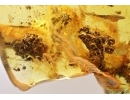 Coprolites in Spider Web and More. Fossil inclusions Baltic amber #14126