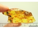 Coprolites in Spider Web and More. Fossil inclusions Baltic amber #14126