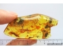 Coprolites in Spider Web and More. Fossil inclusions Baltic amber #14126