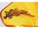 Very Nice Inclusion. Baltic amber stone #14128