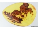 Very Nice Inclusion. Baltic amber stone #14129