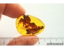 Very Nice Inclusion. Baltic amber stone #14129
