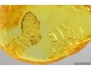 Very Nice Inclusion. Baltic amber stone #14130