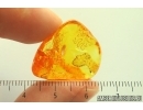 Very Nice Inclusion. Baltic amber stone #14130