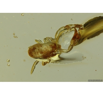 Pseudoscorpion and More. Fossil inclusions in Ukrainian Rovno amber #14131R